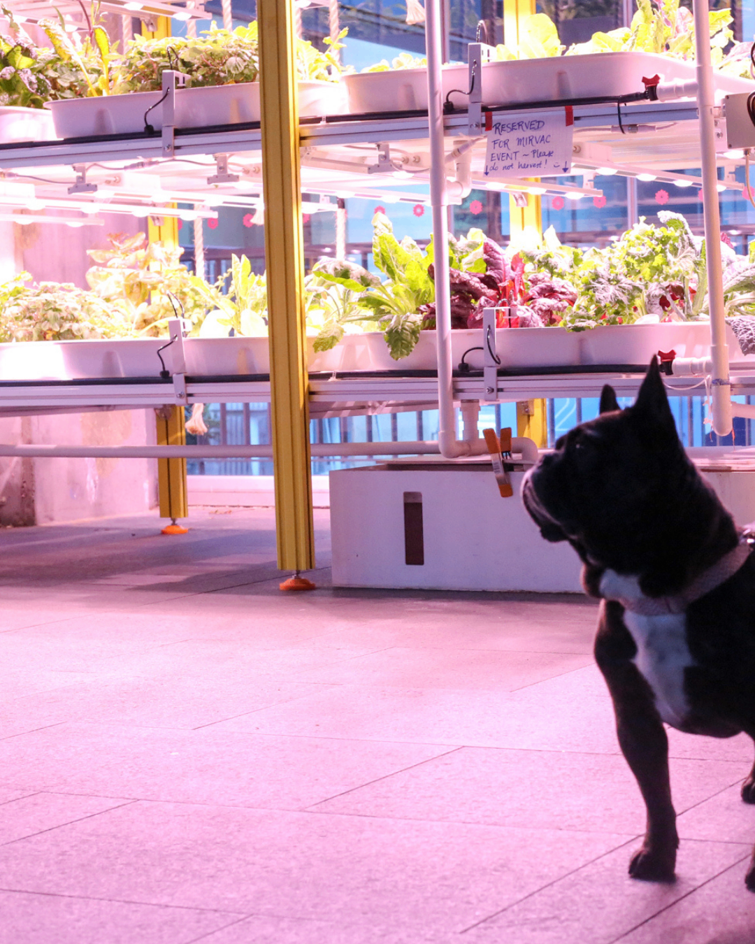 Farmwall produce growing under lights in an indoor community setting